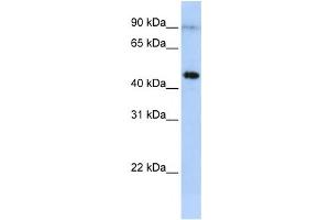 Western Blotting (WB) image for anti-Eosinophil Peroxidase (EPX) antibody (ABIN2458604) (EPX Antikörper)