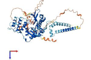 FERM Domain Containing 5 (FRMD5) (AA 1-570) protein (His tag)