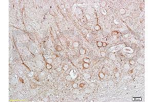 Immunohistochemistry (IHC) image for anti-Nitric Oxide Synthase 1, Neuronal (NOS1) (AA 51-150) antibody (ABIN725585) (NOS1 Antikörper  (AA 51-150))