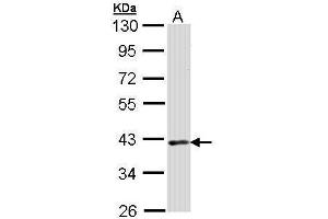 WB Image Sample (30 ug of whole cell lysate) A: Raji 10% SDS PAGE antibody diluted at 1:1000 (DMC1 Antikörper  (Center))