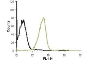 Cell surface detection of CXCR1 in Jurkat living cells: (black line) Unstained cells. (CXCR1 Antikörper  (Extracellular))