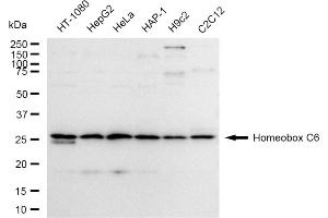 anti-Homeobox C6 (HOXC6) antibody
