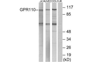 Western blot analysis of extracts from Jurkat cells, HUVEC cells and COLO cells, using GPR110 antibody.