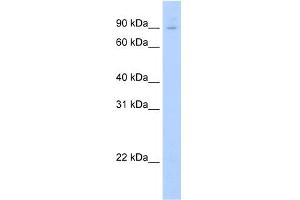 WB Suggested Anti-E2f7 Antibody Titration:  0. (E2F7 Antikörper  (N-Term))