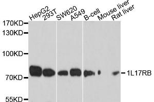 Western blot analysis of extracts of various cell lines, using IL17RB antibody (ABIN6003845) at 1/1000 dilution. (IL17 Receptor B Antikörper)