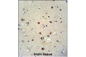 RILPL1 antibody (C-term) (ABIN654255 and ABIN2844075) immunohistochemistry analysis in formalin fixed and paraffin embedded human brain tissue followed by peroxidase conjugation of the secondary antibody and DAB staining. (RILPL1 Antikörper  (C-Term))