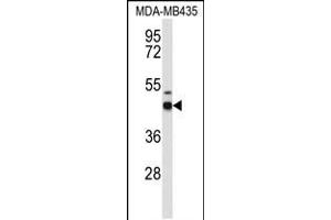 Western blot analysis of GABRD Antibody in MDA-MB435 cell line lysates (35ug/lane) (GABRD Antikörper  (AA 331-358))