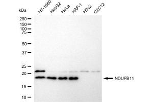 Western blotting analysis using NDUFB11 antibody (ABIN7799549). (NDUFB11 Antikörper)