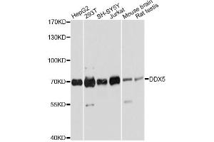 Western blot analysis of extracts of various cell lines, using DDX5 antibody (ABIN6291987) at 1:2000 dilution. (DDX5 Antikörper)