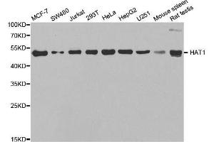 Western blot analysis of extracts of various cell lines, using HAT1 antibody. (HAT1 Antikörper  (AA 245-419))