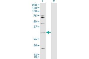 Western Blot analysis of IL17B expression in transfected 293T cell line by IL17B MaxPab polyclonal antibody. (IL17B Antikörper  (AA 1-180))