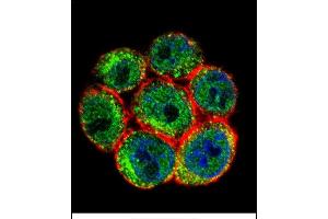 Confocal immunofluorescent analysis of SSH3 Antibody (C-term) (ABIN655643 and ABIN2845120) with Hela cell followed by Alexa Fluor 488-conjugated goat anti-rabbit lgG (green). (SSH3 Antikörper  (C-Term))