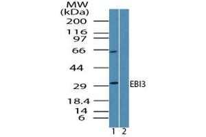 Image no. 1 for anti-Interleukin-27 subunit beta (IL-27b) (AA 200-230) antibody (ABIN960149) (EBI3 Antikörper  (AA 200-230))