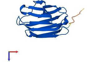 Galectin-Related Inter-Fiber Protein (GRIFIN) (AA 1-144) protein (His tag)