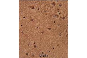 Formalin-fixed and paraffin-embedded human brain reacted with HSPC142 Antibody , which was peroxidase-conjugated to the secondary antibody, followed by DAB staining. (BRISC and BRCA1 A Complex Member 1 (BABAM1) (AA 116-143) Antikörper)