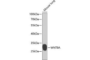 Western blot analysis of extracts of mouse lung, using WNT9A antibody (ABIN6130803, ABIN6150259, ABIN6150260 and ABIN6223940) at 1:1000 dilution. (WNT9A Antikörper  (AA 206-365))