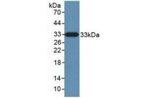 Kallikrein 10 Antikörper  (AA 35-276)