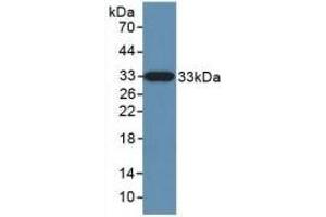 Detection of Recombinant KLK10, Human using Polyclonal Antibody to Kallikrein 10 (KLK10) (Kallikrein 10 Antikörper  (AA 35-276))