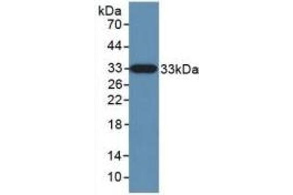Kallikrein 10 Antikörper  (AA 35-276)