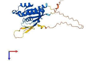 RASL12 Protein (AA 1-266) (His tag)