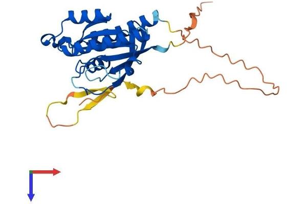 RASL12 Protein (AA 1-266) (His tag)