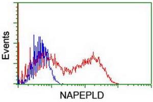 HEK293T cells transfected with either RC209877 overexpress plasmid (Red) or empty vector control plasmid (Blue) were immunostained by anti-NAPEPLD antibody (ABIN2455242), and then analyzed by flow cytometry. (NAPEPLD Antikörper)