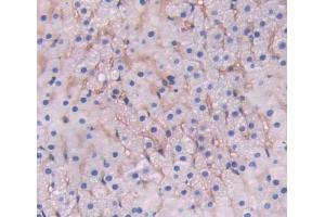 IHC-P analysis of adrenal gland tissue, with DAB staining. (LRP1B Antikörper  (AA 31-194))