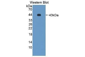 Western Blotting (WB) image for anti-Surfactant Protein D (SFTPD) (AA 21-375) antibody (ABIN1860607) (SFTPD Antikörper  (AA 21-375))