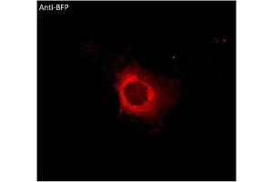 Immunofluorescence (IF) image for anti-BFP Fluorescent Protein antibody (ABIN7273077) (BFP Fluorescent Protein Antikörper)