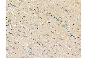 ABIN6264335 and ABIN6279358 at 1/100 staining rat heart tissue by IHC-P. (POLE2 Antikörper  (C-Term))