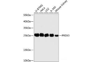 Western blot analysis of extracts of various cell lines using PRDX3 Polyclonal Antibody at dilution of 1:3000. (Peroxiredoxin 3 Antikörper)
