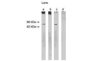 Image no. 1 for anti-Ceramide Synthase 1 (CERS1) antibody (ABIN793692) (LASS1 Antikörper)