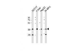 Western Blot at 1:2000 dilution Lane 1: 293T/17 whole cell lysate Lane 2: human liver lysate Lane 3: HepG2 whole cell lysate Lane 4: SK-BR-3 whole cell lysate Lysates/proteins at 20 ug per lane.