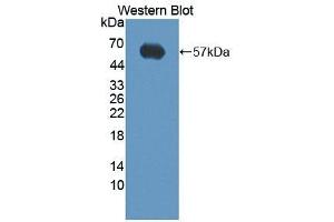 Western Blotting (WB) image for anti-TNF Receptor Superfamily, Member 6 (FAS) (AA 48-281) antibody (ABIN7430459)