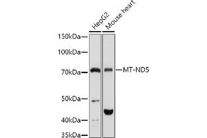 Western blot analysis of extracts of various cell lines, using MT-ND5 antibody (ABIN7268603) at 1:1000 dilution. (MT-ND5 Antikörper  (C-Term))