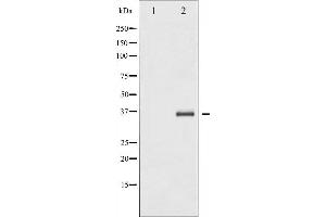 Western blot analysis of IkappaB-beta expression in TNF treated NIH-3T3 whole cell lysates,The lane on the left is treated with the antigen-specific peptide. (NFKBIB Antikörper  (N-Term))