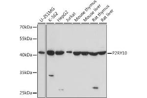 Western blot analysis of extracts of various cell lines, using P2RY10 Rabbit pAb (ABIN7269749) at 1:1000 dilution. (P2RY10 Antikörper  (C-Term))