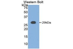 Western Blotting (WB) image for anti-Casein Kinase 1, alpha 1 (CSNK1A1) (AA 114-324) antibody (ABIN3208144) (CSNK1A1 Antikörper  (AA 114-324))