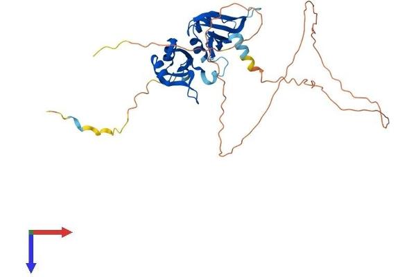 HNRNPA3 Protein (AA 1-378) (His tag)