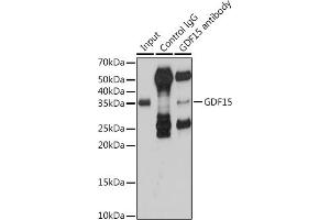 Immunoprecipitation analysis of 200 μg extracts of HT-1080 cells using 3 μg GDF15 antibody (ABIN3020658, ABIN3020659, ABIN3020660, ABIN1512942 and ABIN6213652).