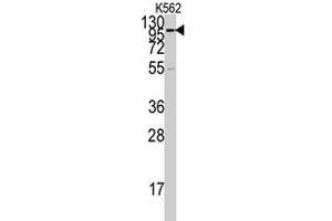 Western blot analysis of ACE2 polyclonal antibody  in K-562 cell lysate (35 ug/lane). (ACE2 Antikörper  (AA 59-90))