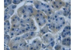 Detection of REG3g in Human Pancreas Tissue using Monoclonal Antibody to Regenerating Islet Derived Protein 3 Gamma (REG3g) (REG3g Antikörper  (AA 39-175))