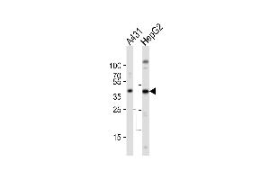 Western blot analysis of lysates from A431, HepG2 cell line (from left to right), using ACTB Antibody . (beta Actin Antikörper)