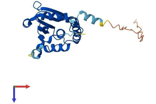 STYX Protein (AA 1-223) (His tag)