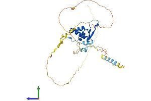 AlphaFold protein structure predicition of Human Recombinant FOXB1 Protein, UniprotID Q99853