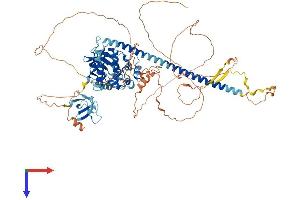MAP3K11 Protein (AA 1-847) (His tag)