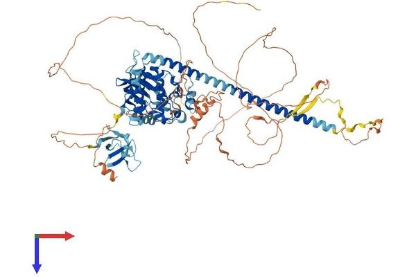 MAP3K11 Protein (AA 1-847) (His tag)