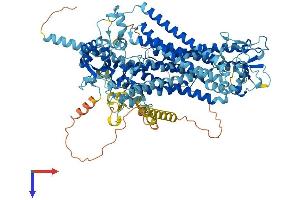 Anoctamin 4 Protein (ANO4) (AA 1-955) (His tag)