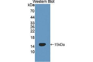 OCEL1 Antikörper  (AA 1-109)