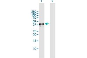 Western Blot analysis of NEIL2 expression in transfected 293T cell line by NEIL2 MaxPab polyclonal antibody.